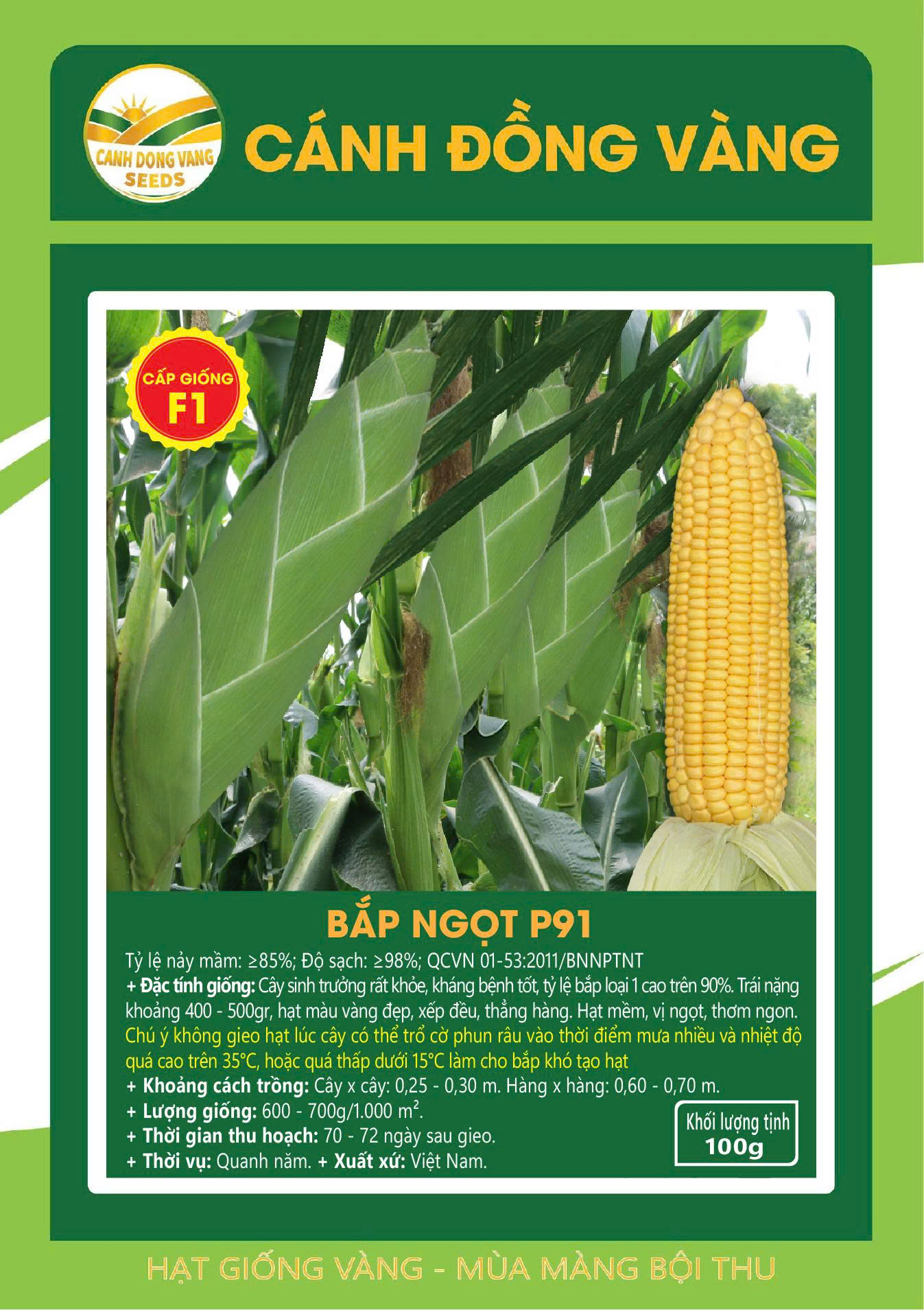 BẮP NGỌT P91